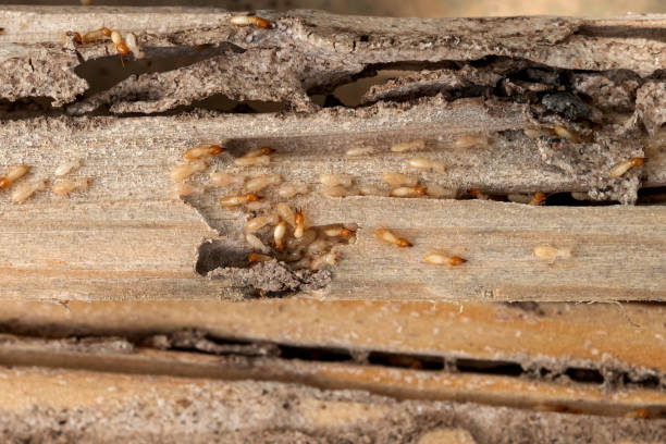 Best Best Pest Control Companies  in Melbourne Beach, FL